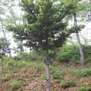 비래초교 이미지