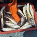 진두(여) 이미지