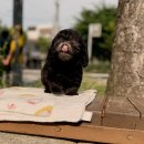 펫앤펫 인천점 강아지분양의 모든것 | 종로강아지분양 새 가족 만나러 가봤어요 요미펫