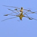 소금쟁이 이미지