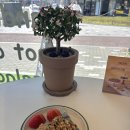 풀 | 영종도 운서동 커피 샌드위치 맛집 샌드위치 카페 풀 후기~