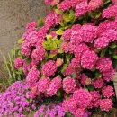 작은행복민박 이미지