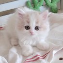 강남고양이분양 러브앤캣 이미지
