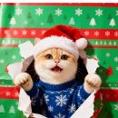 골든키티캐터리 이미지