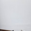 가발히트모