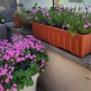 선아세탁소 이미지