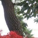 용월리지석묘군 이미지