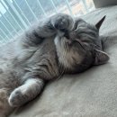 11650-17-32-8 | [Ep.17 31주-32주] 휴직 후 일상, 32주 정기검진, 32주 배 크기