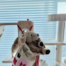 (12/19)크리스마스 미니트리 | 이케아 크리스마스 장식 소품 빈테르핀트 트리, 산타, 오너먼트, 쿠션 커버