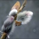 복슬강아지 이미지