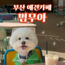 멈무아 | 부산애견카페 멈무아 다대포 오션뷰 실내 운동장 추천
