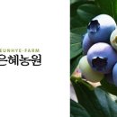 은혜과일 이미지