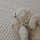 레오나오 이미지