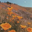 생명의 분출 이미지