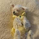 신의주찹쌀순대(효성점) | 2025.12.01~2025.12.06 12월 첫째주 일상