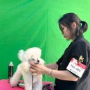 그루밍독 연구소 이미지