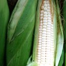 원리영농조합 이미지