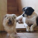 평강공주 이미지