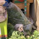 반딧불이연무시장 이미지