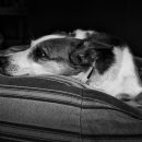 로얄동물메디컬센터 강동 이미지