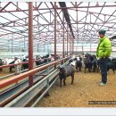 대형목장 이미지