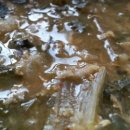 일출여다지 이미지