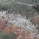 금당농장 Daum카페