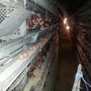 보다더동물농장 이미지