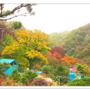 지지골 Daum카페