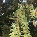 앵두나무집민박 이미지