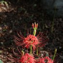 중앙공원(상) 이미지