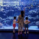 아쿠아플라넷 제주 | 제주도 아이랑 필수코스 아쿠아플라넷제주 후기