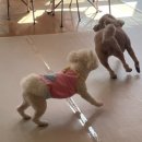 아띠라미 이미지