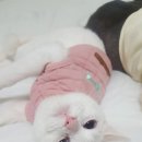 펫옷
