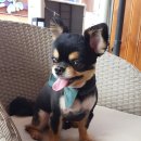 까르르멍멍 이미지