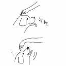 멍멍이와냥이