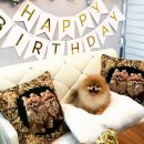 디오레 포메라니안 | 오스틴 10살 생파 후기 2 (Feat.디오레 폼 )