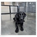 컴투펫 위탁보호센터 인천점 이미지