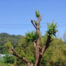 [유실수 큰나무] 대형 살구나무 판매 이미지