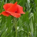 늘,예쁜개 이미지