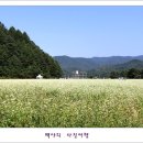 메밀꽃필무렵 Daum카페