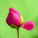 여왕의정원 | 작약꽃 피는 시기 5월의 여왕을 정원에서 직접 만나본 후기