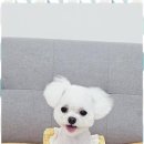 몽이 애견샵 이미지