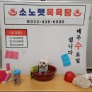 펫 클럽 이미지