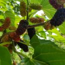 민박하얀집 이미지