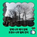 양재2동 주민센터 | 양재 나무 제거 업체 조경수 나무 벌목 전지