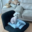 다온.댕 이미지