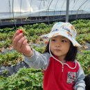딸기밭🍓🍓 &amp; 산림자원연구소 이미지