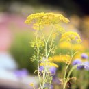 소회향(小茴香) : 딜(dill, Anethum graveolens)도 골든색으로 물이 들고.. 이미지