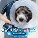 주주개린이집 | 강아지 앞다리 절뚝 골절 푸들 다리 골절 수술 후 6개월 지난 후기!